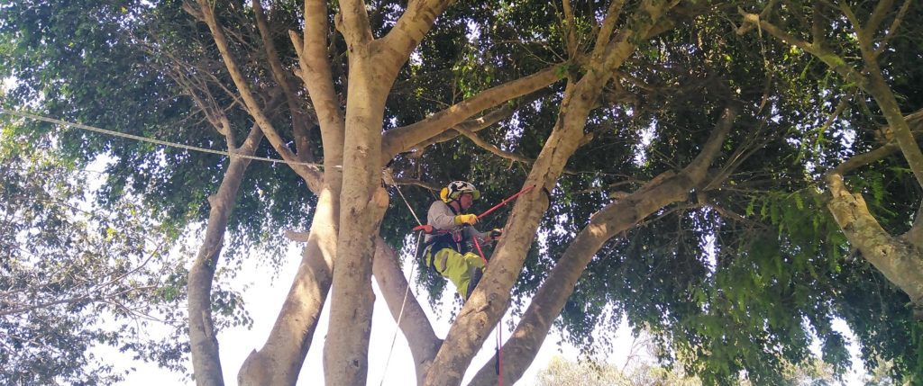 Trabajo en altura sobre árboles